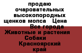 продаю очаровательных высокопородных щенков мопса › Цена ­ 20 000 - Все города Животные и растения » Собаки   . Красноярский край